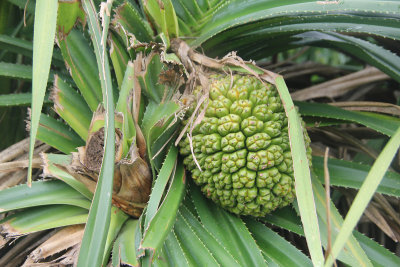 My guide said that this plant is called a Lin Tou.  It is a non-edible fruit.