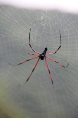 As I left the temple, I saw a spider and spider web. The guide called it a human face spider, which is indigenous to the area.