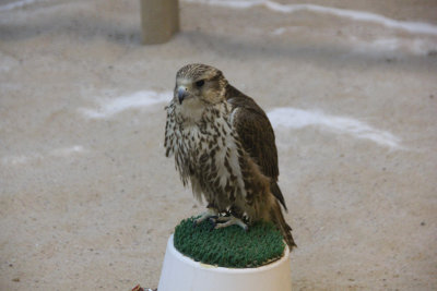 Our next stop was at a shop where they kept falcons.