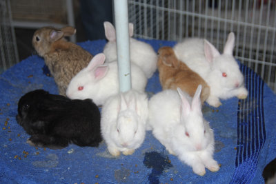 These rabbits were also for sale.