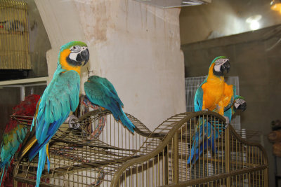 The parrots were amazing at the souq.