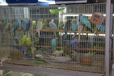 An assortment of parakeets in a rainbow of colors.