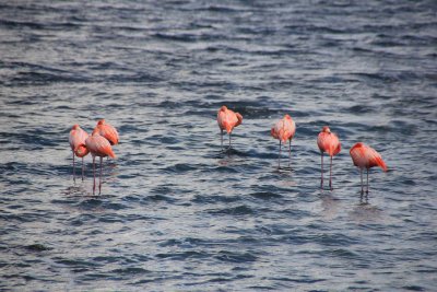 Bonaire (September 2013)