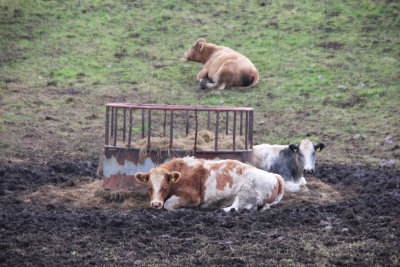 Close-up of the cows.