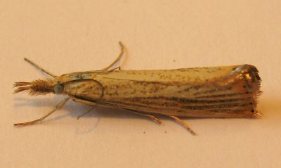 Tan Caddis