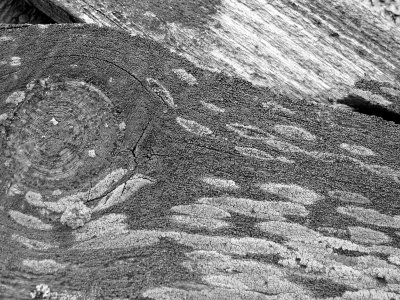 Pine Eye B&W