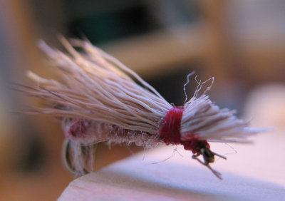 Hot Butt Bald Albino Caddis