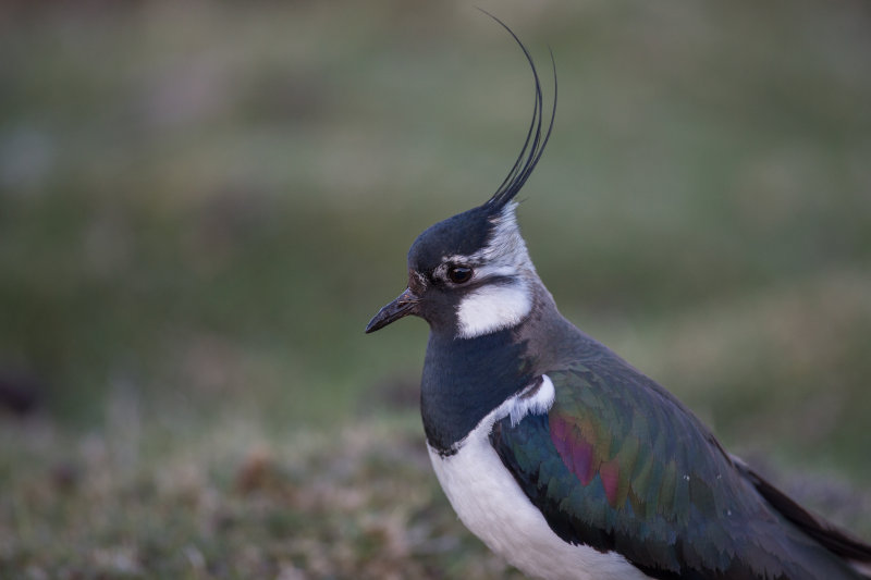 Lapwing (male) (Vanellus vanellus)