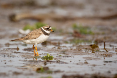 Ringed Plover (Charadrius hiaticula)