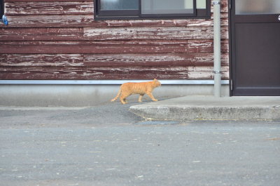 DSC_4497_resize.JPG