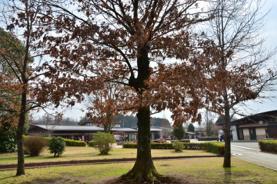 DSC_4510_resize.JPG