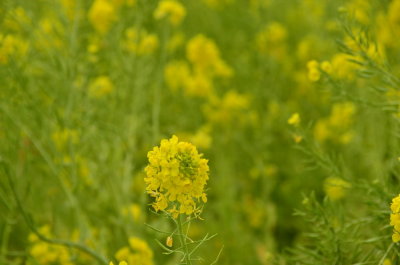 DSC_4963_resize.JPG
