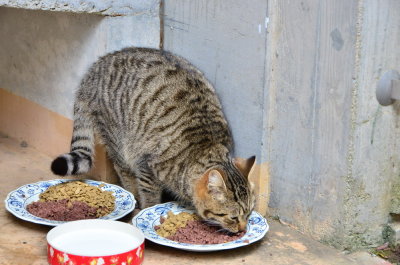 DSC_5023_resize.JPG