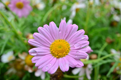 DSC_6334s.jpg