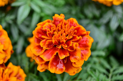 DSC_6338s.jpg