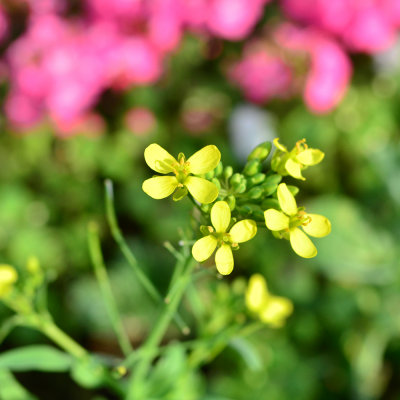 Flower Show@20150327
