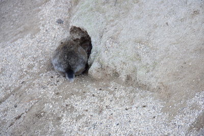 DSC_0928.JPG