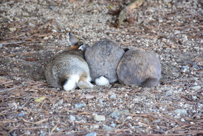 DSC_0935.JPG