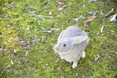 DSC_0960.JPG