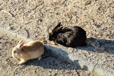 DSC_0962.JPG