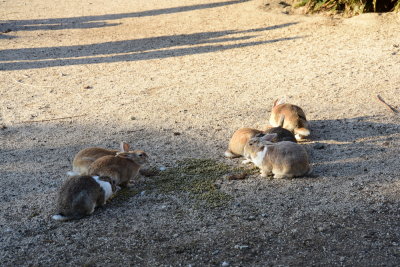 DSC_0978.JPG