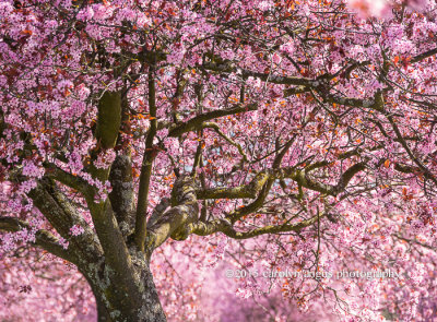 Vancouver Cherry Blossoms.jpg