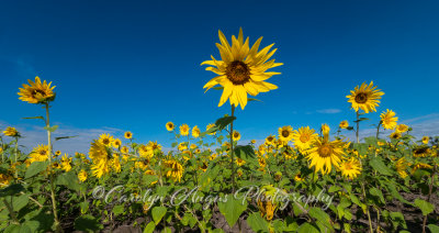 Sunflower_Faces.jpg