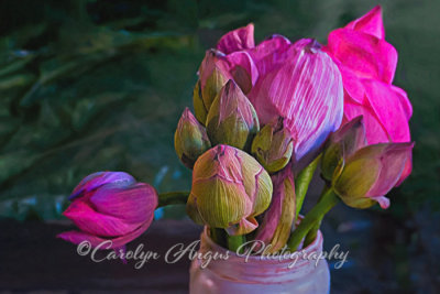 Lotus_Blossoms.jpg