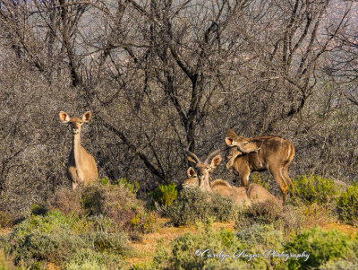 Observers