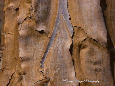 The_Quiver_Tree4