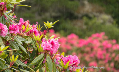 Raindrops_On_Rhododendrums.jpg