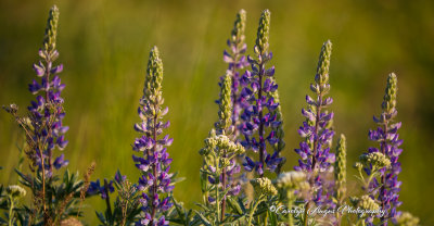 Sunlight_On_Stalks_.jpg