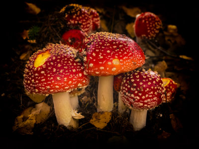 Wild_Mushrooms-2.jpg