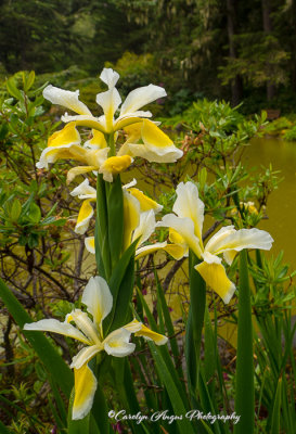 Irises and Raindrops.jpg