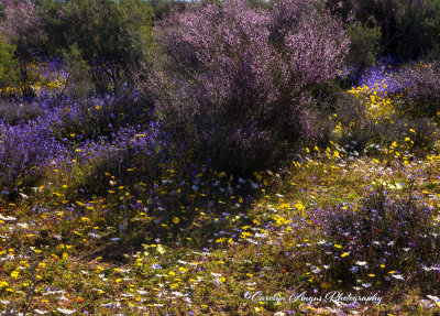 Namaqualand-2.jpg