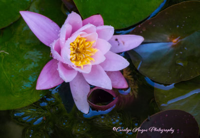 Raindrops_On_Water_Lilies.jpg