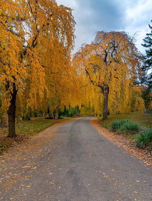 Spring Grove - Fall
