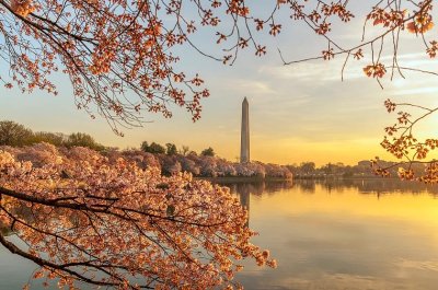 Washington DC 2016 Cherry Blossom Festival