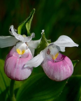 Pair of Pinl Lady Slippers