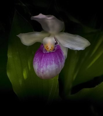 Lady Slipper