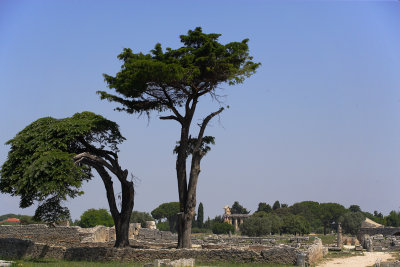 Paestrum-YG6H6709.jpg
