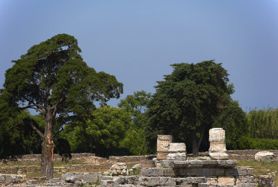 Paestrum-YG6H6714.jpg