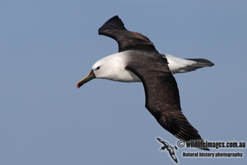 Yellow-nosed Albatross 2921.jpg