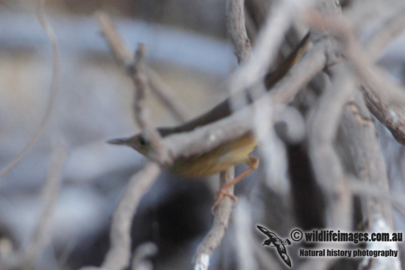 Grays Grasshopper Warbler 8665.jpg