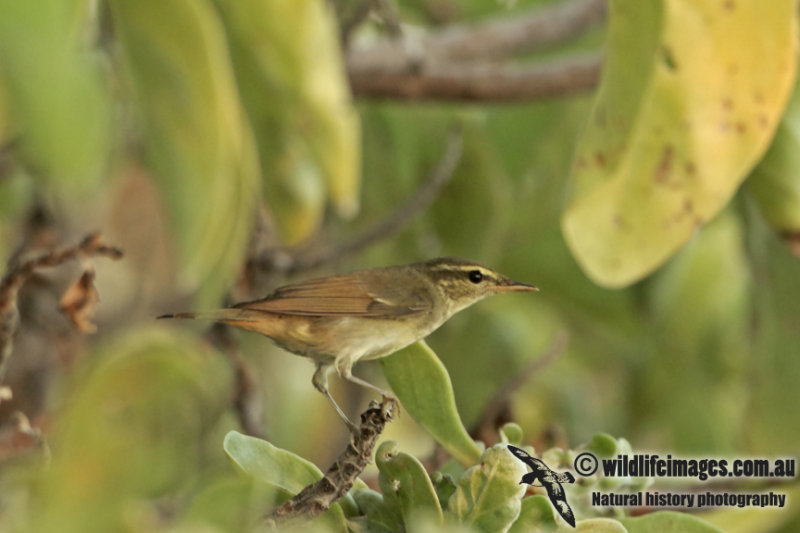 Kamchatka Leaf Warbler a4597.jpg