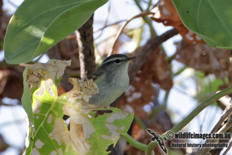 Yellow-browed Warbler 7466.jpg