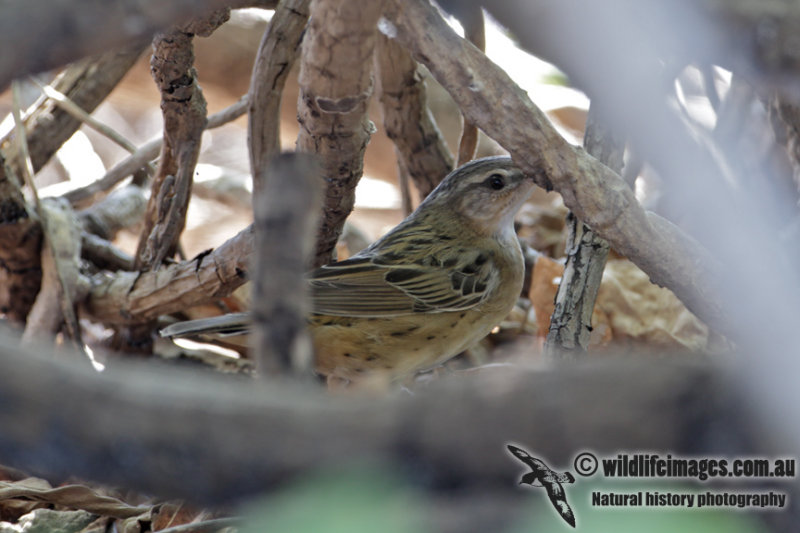 Pallas Grasshopper Warbler 7538.jpg