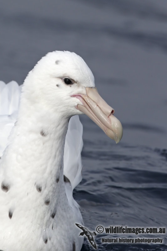 Southern Giant-Petrel 2959.jpg