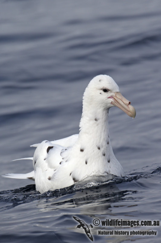 Southern Giant-Petrel 3000.jpg