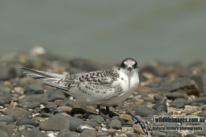 White-fronted Tern a0559.jpg